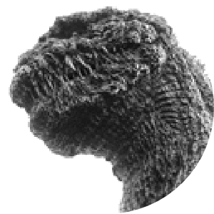 ゴジラ